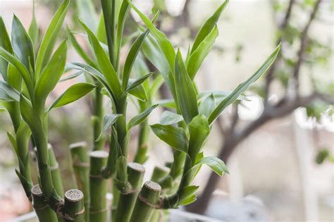 財位 植物|風水植物｜不只富貴竹！7款招財/招桃花植物推介+不 